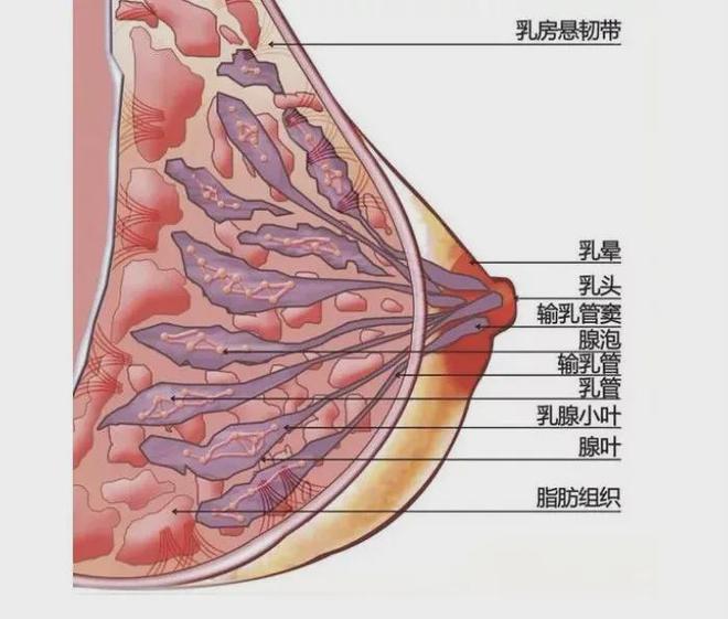 半岛·综合体育穿脱容易的运动内衣前置拉链不再烦恼！两件立减20(图2)